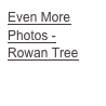Even More Photos - Rowan Tree