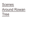 Scenes
Around Rowan Tree